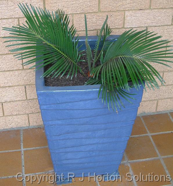 Cycad in pot